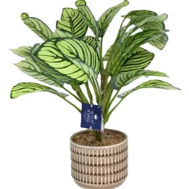 sztuczna-roslina-w-doniczce-kalatea-calathea-40cm-jak-zywa-premium
