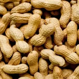 orzech-ziemny-z-wlasnej-uprawy-w-ogrodzie-i-na-tarasie-arachis-5-nasion