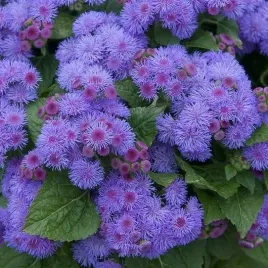 zeniszek-meksykanski-niebieski-ageratum-houstonianum-500-nasion