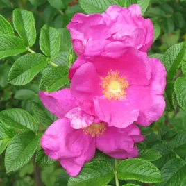 roza-pomarszczona-rosa-rugosa-jadalna-najpiekniej-pachnaca
