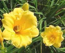 liliowiec-stella-d-oro-sadzonki-w-doniczkach