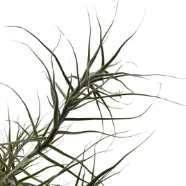 tillandsia-caerulea-pulk-oplatwa-zywa-roslina-do-terrarium