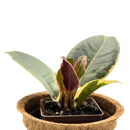 ficus-elastica-belize-zywa-roslina-do-terrarium