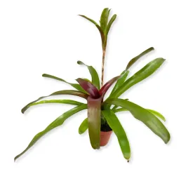 neoregelia-schultessiana-zywa-roslina-do-terrarium