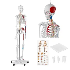model-anatomiczny-ludzkiego-szkieletu-180-cm-plakat-anatomiczny