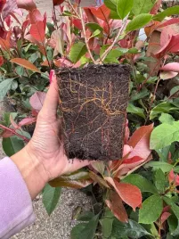 glogownik-red-robin-photiniaxfraseri-sadzonki-22-35cm-p9-na-gesty-zywoplot
