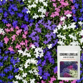lobelia-przyladkowa-mix-kolorow-mieszanka-kwiatow-geste-formy-nasiona-02g