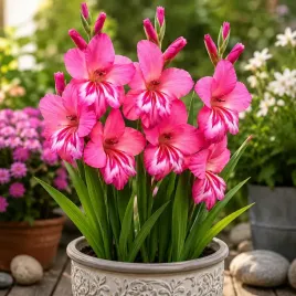 gladiolus-mieczyk-bizantyjski-rozowy-5-szt-cebulka-cebule-kwiatowe