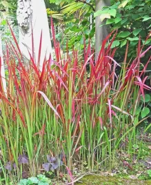 imperata-cylindrycza-trawa-red-baron-sadz-w-doniczkach