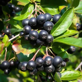 aronia-czarnoowocowa-sadzonki-w-doniczkach