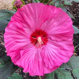 hibiskus-luna-rose-ogromne-malinowe-kwiaty-kompaktowa-bylina-dlugo-kwitnaca