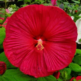 hibiskus-luna-red-ogromne-czerwone-kwiaty-dlugo-kwitnaca-bylina-wieloletnia