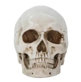 czaszka-anatomiczna-resteq-19x14x16cm-ruchoma-zuchwa-model-czlowieka