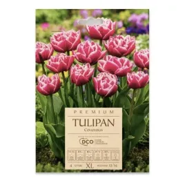 tulipan-pelny-piwoniowy-columbus-dco-4-szt-cebulek-kapers-bialo-rozowy