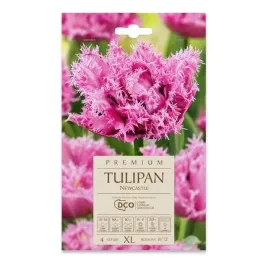 tulipan-strzepiasty-newcastle-dco-4-szt-cebulek-xl-rozowy-kapers