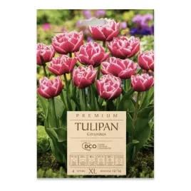 tulipan-pelny-piwoniowy-columbus-dco-4-szt-cebulek-kapers-bialo-rozowy