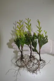 tuja-thuja-kornik-sadzonki-komplet-100szt-1zl-szt-zywotnik-olbrzymi
