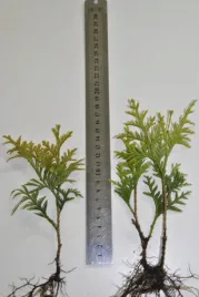 tuja-thuja-europa-gold-sadzonki-komplet-100szt-1zl-szt-zywotnik-zachodni