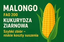malongo-fao-200-kukurydza-ziarnowa-szybki-zbior-niskie-koszty-suszenia