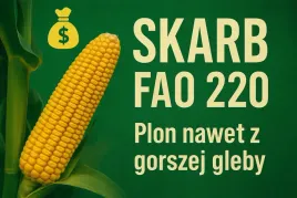 nasiona-kukurydzy-skarb-fao-220-50-t-n-plon-nawet-z-gorszej-gleby