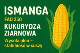 kukurydza-ismanga-fao-240-moc-i-zdrowotnosc-lanu-80-tys-nas
