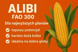 nasiona-kukurydzy-alibi-fao-320-80-t-n-dla-najwyzszych-plonow
