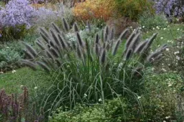 rozplenica-japonska-viridescens-sadzonki-w-doniczkach