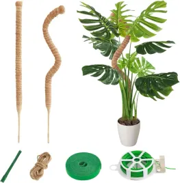palik-kokosowy-do-roslin-2-szt-60-cm-monstera-filodendron-pnacza