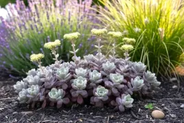 rozchodnik-purpureum-sadzonki-5-10-cm