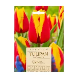 tulipan-triumph-jan-seignette-dco-4-szt-cebula-xl-do-ogrodu