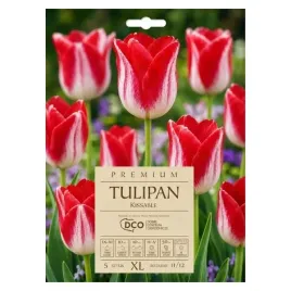 tulipan-kissable-dco-5-szt-cebulek-11-12-kapers-triumph-czerwono-biale