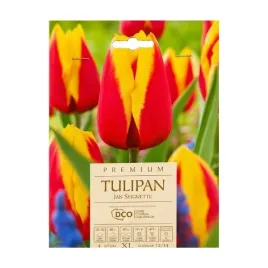 tulipan-triumph-jan-seignette-dco-4-szt-cebula-xl-do-ogrodu