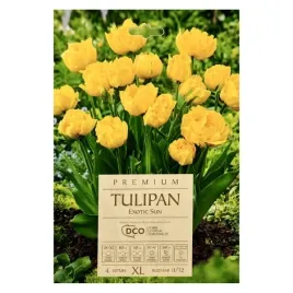 tulipan-strzepiasty-exotic-sun-dco-4-szt-cebulek-xl-11-12-pelny-zolty