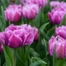 tulipan-pelny-wczesny-double-price-cebulki-10-szt-gratis