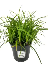 turzyca-morrowa-irish-green-3l