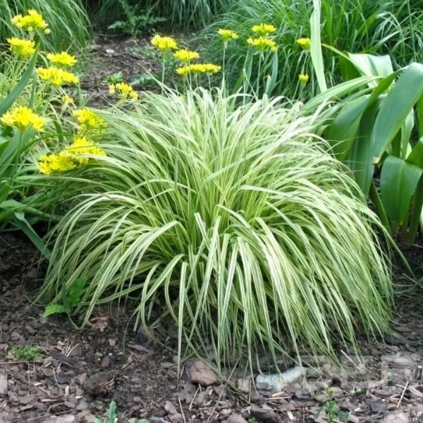 trzeslica-variegata-p9