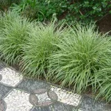 trzeslica-modra-variegata-p9-roslina-w-postaci-sadzonka-w-pojemniku-05-1l