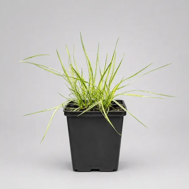 trzeslica-modra-variegata-p9-producent-nieznany-producent