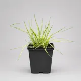 trzeslica-modra-variegata-p9-producent-nieznany-producent