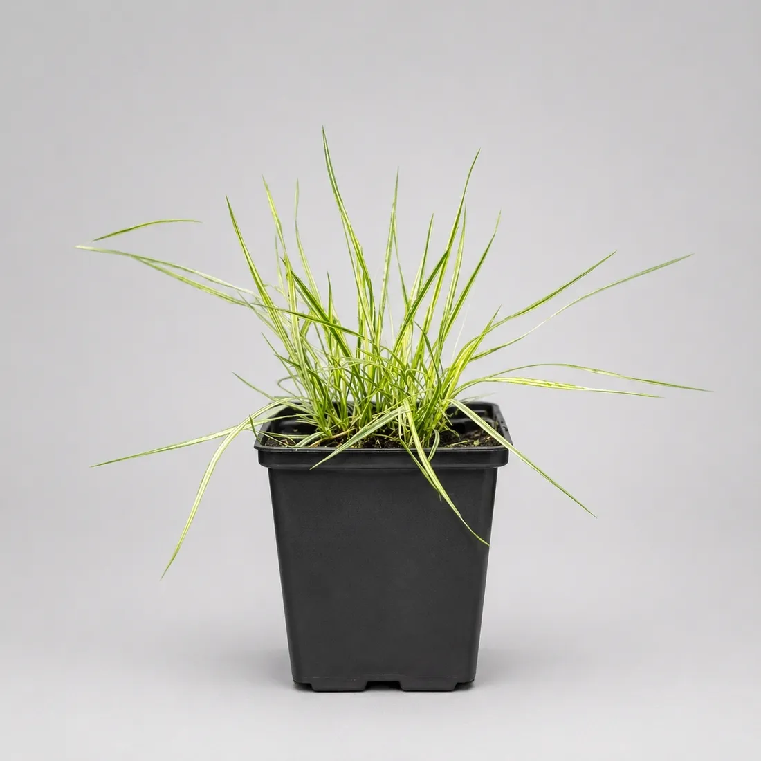 trzeslica-variegata-p9