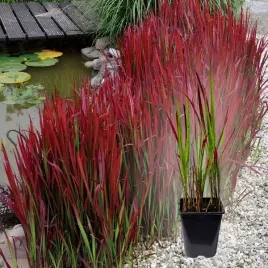 imperata-cylindryczna-red-baron-p11