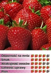 hit-dla-amatora-bardzo-slodka-truskawka-kent-10-szt-sadzonek-w-doniczce