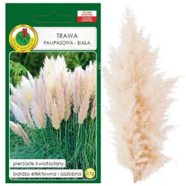 trawa-pampasowa-biala-efektowna-i-bardzo-ozdobna-nasiona-01g