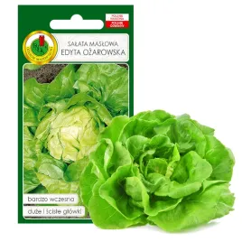 salata-maslowa-edyta-wczesna-nasiona-bez-gmo