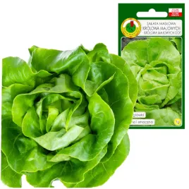 salata-krolowa-majowych-duze-glowki-smaczna-krucha-odporna-wczesna-1g