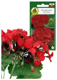 pelargonia-rabatowa-jednoroczna-f1-koloru-czerwona-nasiona-pelargonii