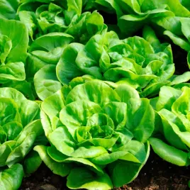 salata-maslowa-justyna-plenna-duze-glowki-smaczna-delikatna-nasiona-1g