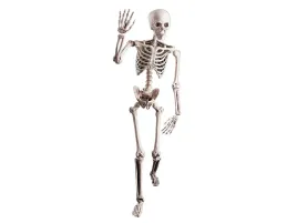 szkielet-kosciotrup-160-cm-dekoracja-na-halloween