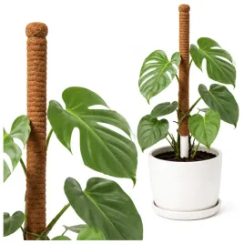 palik-kokosowy-podpora-do-roslin-kwiatow-podporka-monstery-paliki-60cm