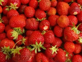 mega-slodka-truskawka-senga-sengana-murzynka-sadzonki-truskawek-10-szt